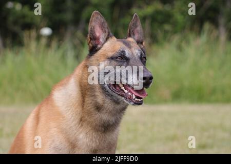 Malinois Berger belge attendant de jouer avec son ballon, entraînement sportif canin dans le jeu Banque D'Images