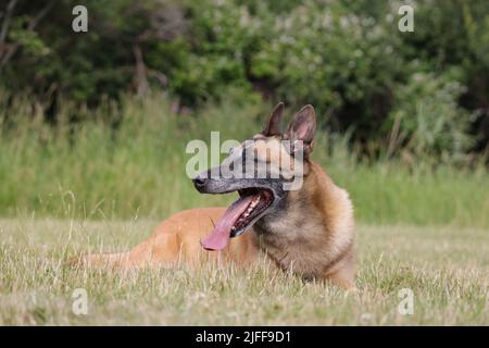 Malinois Berger belge attendant de jouer avec son ballon, entraînement sportif canin dans le jeu Banque D'Images