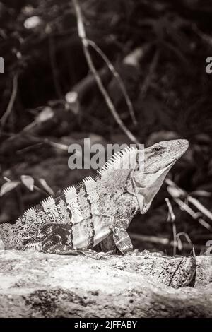 La vieille photo noir et blanc de l'iguana mexicaine se trouve sur une nature de rochers en pierre dans la forêt tropicale et le fond vert naturel à Puerto Aventuras Banque D'Images