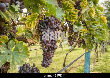 Close-up de grappes de raisin à vin rouge mûr sur vine Banque D'Images