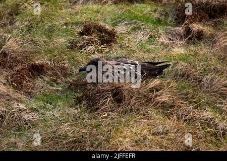 Grand Skua nichant dans la zone humide un sommet de l'île de Runde sur la côte ouest de la Norvège dans la mer de Norvège. Banque D'Images