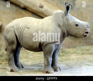 Molly le bébé Molly Rhino, âgé de 4 semaines, qui a été nommé Molly d'après la fille du gardien de la réserve d'animaux de Cotswold Mark Godwin, Molly Godwin, 4yrs. Molly vit sur place au parc animalier de Cotswold et aide papa à s'occuper des rhinocéros. Molly a récemment commencé ses études à la Burford School il y a 4 semaines. Molly la mère de Rhino est Ruby, une mère de 4 ans, et son père Monty est père de 8 ans. Les Molly 2 sont devenus les meilleurs amis et célébreront ensemble la Journée mondiale du rhinocéros le 22nd septembre 2021 où : Burford, Gloucestershire, Royaume-Uni quand : 18 septembre 2020 crédit : Paul Nicholls/WENN Banque D'Images