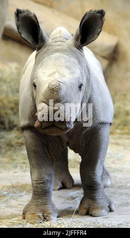 Molly le bébé Molly Rhino, âgé de 4 semaines, qui a été nommé Molly d'après la fille du gardien de la réserve d'animaux de Cotswold Mark Godwin, Molly Godwin, 4yrs. Molly vit sur place au parc animalier de Cotswold et aide papa à s'occuper des rhinocéros. Molly a récemment commencé ses études à la Burford School il y a 4 semaines. Molly la mère de Rhino est Ruby, une mère de 4 ans, et son père Monty est père de 8 ans. Les Molly 2 sont devenus les meilleurs amis et célébreront ensemble la Journée mondiale du rhinocéros le 22nd septembre 2021 où : Burford, Gloucestershire, Royaume-Uni quand : 18 septembre 2020 crédit : Paul Nicholls/WENN Banque D'Images