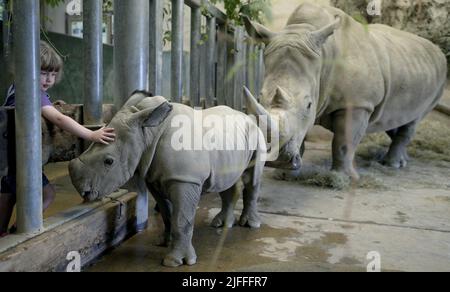 Molly le bébé Molly Rhino, âgé de 4 semaines, qui a été nommé Molly d'après la fille du gardien de la réserve d'animaux de Cotswold Mark Godwin, Molly Godwin, 4yrs. Molly vit sur place au parc animalier de Cotswold et aide papa à s'occuper des rhinocéros. Molly a récemment commencé ses études à la Burford School il y a 4 semaines. Molly la mère de Rhino est Ruby, une mère de 4 ans, et son père Monty est père de 8 ans. Les Molly 2 sont devenus les meilleurs amis et célébreront ensemble la Journée mondiale du rhinocéros le 22nd septembre 2021 où : Burford, Gloucestershire, Royaume-Uni quand : 20 septembre 2021 crédit : Paul Nicholls/WENN Banque D'Images