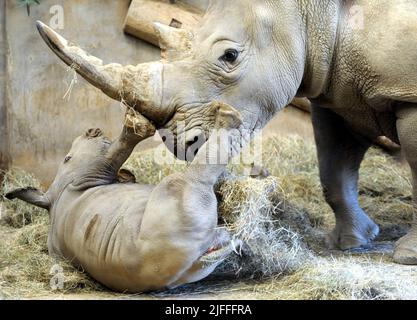 Molly le bébé Molly Rhino, âgé de 4 semaines, qui a été nommé Molly d'après la fille du gardien de la réserve d'animaux de Cotswold Mark Godwin, Molly Godwin, 4yrs. Molly vit sur place au parc animalier de Cotswold et aide papa à s'occuper des rhinocéros. Molly a récemment commencé ses études à la Burford School il y a 4 semaines. Molly la mère de Rhino est Ruby, une mère de 4 ans, et son père Monty est père de 8 ans. Les Molly 2 sont devenus les meilleurs amis et célébreront ensemble la Journée mondiale du rhinocéros le 22nd septembre 2021 où : Burford, Gloucestershire, Royaume-Uni quand : 18 septembre 2020 crédit : Paul Nicholls/WENN Banque D'Images