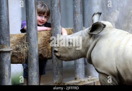 Molly le bébé Molly Rhino, âgé de 4 semaines, qui a été nommé Molly d'après la fille du gardien de la réserve d'animaux de Cotswold Mark Godwin, Molly Godwin, 4yrs. Molly vit sur place au parc animalier de Cotswold et aide papa à s'occuper des rhinocéros. Molly a récemment commencé ses études à la Burford School il y a 4 semaines. Molly la mère de Rhino est Ruby, une mère de 4 ans, et son père Monty est père de 8 ans. Les Molly 2 sont devenus les meilleurs amis et célébreront ensemble la Journée mondiale du rhinocéros le 22nd septembre 2021 où : Burford, Gloucestershire, Royaume-Uni quand : 18 septembre 2020 crédit : Paul Nicholls/WENN Banque D'Images