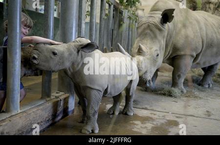 Molly le bébé Molly Rhino, âgé de 4 semaines, qui a été nommé Molly d'après la fille du gardien de la réserve d'animaux de Cotswold Mark Godwin, Molly Godwin, 4yrs. Molly vit sur place au parc animalier de Cotswold et aide papa à s'occuper des rhinocéros. Molly a récemment commencé ses études à la Burford School il y a 4 semaines. Molly la mère de Rhino est Ruby, une mère de 4 ans, et son père Monty est père de 8 ans. Les Molly 2 sont devenus les meilleurs amis et célébreront ensemble la Journée mondiale du rhinocéros le 22nd septembre 2021 où : Burford, Gloucestershire, Royaume-Uni quand : 20 septembre 2021 crédit : Paul Nicholls/WENN Banque D'Images