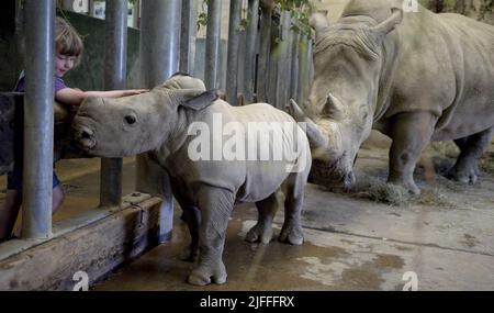 Molly le bébé Molly Rhino, âgé de 4 semaines, qui a été nommé Molly d'après la fille du gardien de la réserve d'animaux de Cotswold Mark Godwin, Molly Godwin, 4yrs. Molly vit sur place au parc animalier de Cotswold et aide papa à s'occuper des rhinocéros. Molly a récemment commencé ses études à la Burford School il y a 4 semaines. Molly la mère de Rhino est Ruby, une mère de 4 ans, et son père Monty est père de 8 ans. Les Molly 2 sont devenus les meilleurs amis et célébreront ensemble la Journée mondiale du rhinocéros le 22nd septembre 2021 où : Burford, Gloucestershire, Royaume-Uni quand : 20 septembre 2021 crédit : Paul Nicholls/WENN Banque D'Images