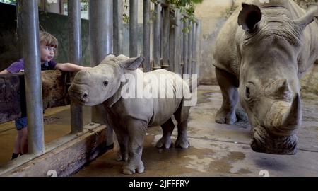 Molly le bébé Molly Rhino, âgé de 4 semaines, qui a été nommé Molly d'après la fille du gardien de la réserve d'animaux de Cotswold Mark Godwin, Molly Godwin, 4yrs. Molly vit sur place au parc animalier de Cotswold et aide papa à s'occuper des rhinocéros. Molly a récemment commencé ses études à la Burford School il y a 4 semaines. Molly la mère de Rhino est Ruby, une mère de 4 ans, et son père Monty est père de 8 ans. Les Molly 2 sont devenus les meilleurs amis et célébreront ensemble la Journée mondiale du rhinocéros le 22nd septembre 2021 où : Burford, Gloucestershire, Royaume-Uni quand : 20 septembre 2021 crédit : Paul Nicholls/WENN Banque D'Images