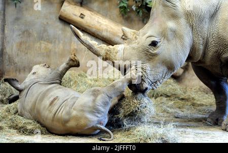 Molly le bébé Molly Rhino, âgé de 4 semaines, qui a été nommé Molly d'après la fille du gardien de la réserve d'animaux de Cotswold Mark Godwin, Molly Godwin, 4yrs. Molly vit sur place au parc animalier de Cotswold et aide papa à s'occuper des rhinocéros. Molly a récemment commencé ses études à la Burford School il y a 4 semaines. Molly la mère de Rhino est Ruby, une mère de 4 ans, et son père Monty est père de 8 ans. Les Molly 2 sont devenus les meilleurs amis et célébreront ensemble la Journée mondiale du rhinocéros le 22nd septembre 2021 où : Burford, Gloucestershire, Royaume-Uni quand : 18 septembre 2020 crédit : Paul Nicholls/WENN Banque D'Images