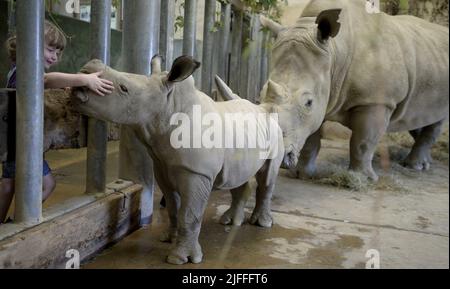 Molly le bébé Molly Rhino, âgé de 4 semaines, qui a été nommé Molly d'après la fille du gardien de la réserve d'animaux de Cotswold Mark Godwin, Molly Godwin, 4yrs. Molly vit sur place au parc animalier de Cotswold et aide papa à s'occuper des rhinocéros. Molly a récemment commencé ses études à la Burford School il y a 4 semaines. Molly la mère de Rhino est Ruby, une mère de 4 ans, et son père Monty est père de 8 ans. Les Molly 2 sont devenus les meilleurs amis et célébreront ensemble la Journée mondiale du rhinocéros le 22nd septembre 2021 où : Burford, Gloucestershire, Royaume-Uni quand : 20 septembre 2021 crédit : Paul Nicholls/WENN Banque D'Images