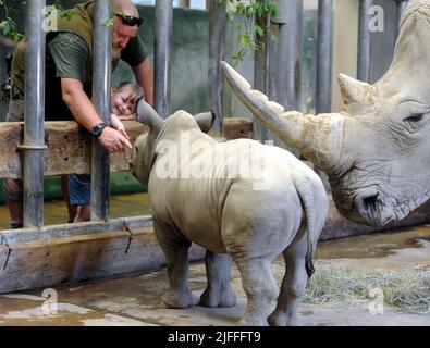 Molly le bébé Molly Rhino, âgé de 4 semaines, qui a été nommé Molly d'après la fille du gardien de la réserve d'animaux de Cotswold Mark Godwin, Molly Godwin, 4yrs. Molly vit sur place au parc animalier de Cotswold et aide papa à s'occuper des rhinocéros. Molly a récemment commencé ses études à la Burford School il y a 4 semaines. Molly la mère de Rhino est Ruby, une mère de 4 ans, et son père Monty est père de 8 ans. Les Molly 2 sont devenus les meilleurs amis et célébreront ensemble la Journée mondiale du rhinocéros le 22nd septembre 2021 où : Burford, Gloucestershire, Royaume-Uni quand : 18 septembre 2020 crédit : Paul Nicholls/WENN Banque D'Images