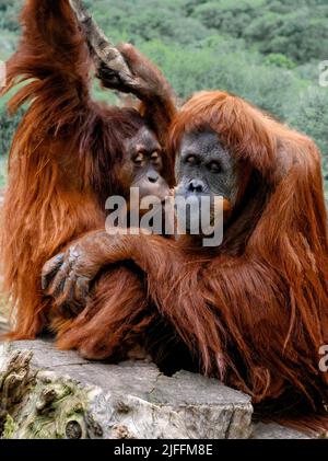 CUB embrassant la mère orangutan dans un habitat naturel Banque D'Images