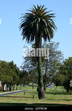 Inglewood, Californie, États-Unis 29th juin 2022 Cimetière Inglewood Park sur 29 juin 2022 à Inglewood, Los Angeles, Californie, États-Unis. Photo par Barry King/Alay stock photo Banque D'Images