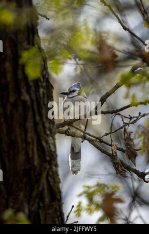 angle bas d'un geai bleu bouffé sur une branche à feuilles persistantes Banque D'Images
