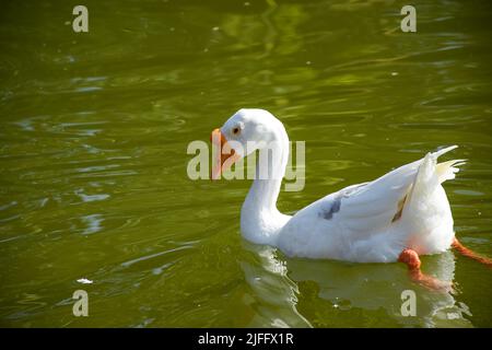 Les oies chinoises sont des oiseaux légers et gracieux. Ils ont un long col légèrement incurvé et un bouton rond et proéminent sur la tête Banque D'Images