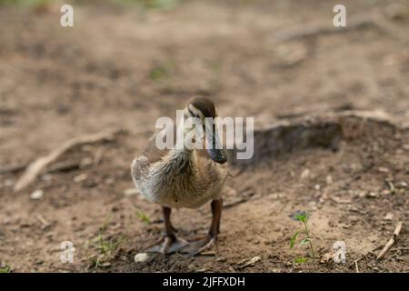 Canard colvert sur la route au bord de la rivière, arrière-plan flou. Gros plan. Banque D'Images