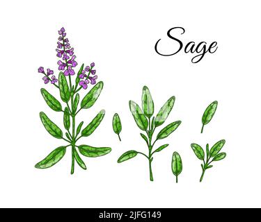 Ensemble d'éléments de conception de sauge. Légumes verts et feuilles dessinés à la main. Illustration vectorielle dans un style d'esquisse coloré Illustration de Vecteur