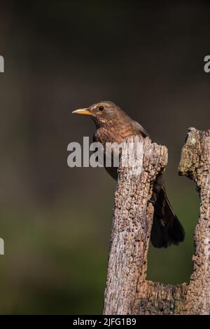 Belle image printanière de Blackbird Parus oiseau majeur dans le cadre de paysage forestier Banque D'Images