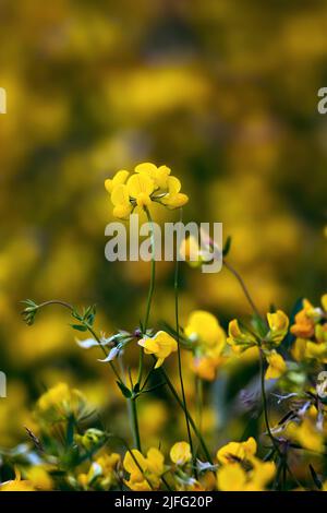 Gros plan de l'huile de trèfle de Birdsfoot (Lotus corniculatus) dans un pré en été Banque D'Images