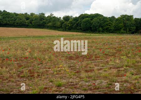 Wendover, Buckinghamshire, Royaume-Uni. 1st juillet 2022. Les coquelicots retournent à la ferme Wellwick où HS2 transporta de vastes travaux archéologiques. Les habitants de la région sont très affligés par l'impact de HS2 sur Wendover et les environs de vastes zones de campagne ont été saisies par HS2, car ils ont coupé des arbres et détruit des habitats fauniques. Crédit : Maureen McLean/Alay Banque D'Images