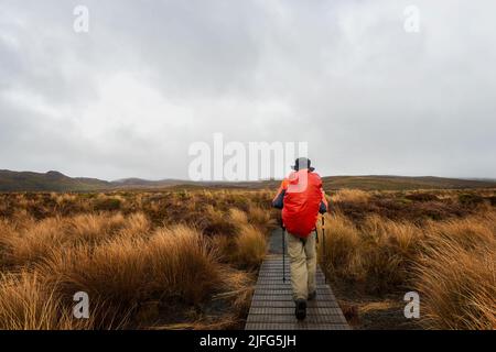 Randonnée sur la piste des lacs de Tama sur une section de promenade au milieu de chaussettes de bois dorées et rouges. Parc national de Tongariro. Banque D'Images