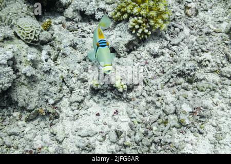 Triggerfish Picasso arabe dans la Mer Rouge, Egypte Banque D'Images