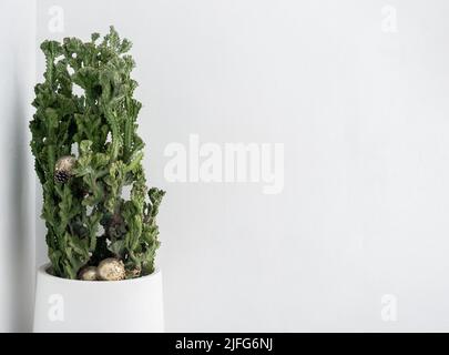 Maison intérieur élégant de vert plante succulente dans le décor de pot blanc, composition blanche douce. De belles feuilles de cactus vertes dans un grand pot de ciment sur une wa blanche Banque D'Images