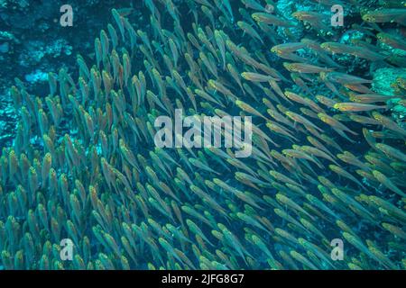École de poissons (poisson sueur jaune) dans la mer Rouge, Egypte Banque D'Images