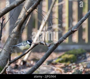 Oiseau pendant la saison de printemps dans l'arrière-cour Banque D'Images