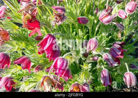 Un gros plan de fleurs roses Pasque dans le jardin (Pulsatilla rubra) Banque D'Images