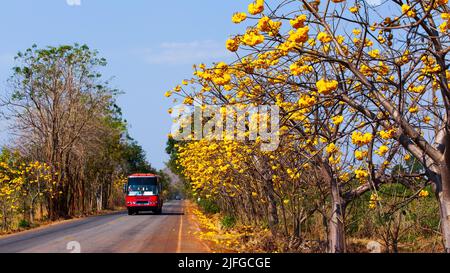 Thai local bus conduite sur la route qui relie les townships et les villages à Kanchanaburi, Thaïlande, florissant des arbres de coton jaune fleurs le long de la route. Banque D'Images