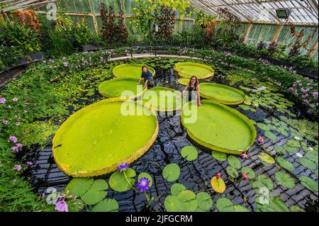 SOUS EMBARGO jusqu'à 05:00 CEST lundi 4 juillet 2022 - Londres, Royaume-Uni. 3 juillet 2022. Un nénuphar géant cultivé dans la maison Waterlilly à Kew Gardens a été nommé, Victoria boliviana, nouveau à la science sur la base d'un article, publié aujourd'hui (04/07/22) dans la revue Frontiers in Plant Science - condenser des années d'enquête, par une équipe dirigée par Carlos Magdalena de Kew (en photo), L'artiste botanique Lucy Smith (photo) et la chercheuse en génomique de la biodiversité Natalia Przelomska, aux côtés de partenaires de l'Herbarium national de Bolivie, du jardin botanique de Santa Cruz de la Sierra et des jardins de la Rinconada. Victoria bolivie Banque D'Images