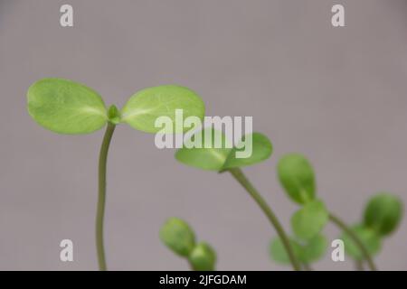 Les jeunes plants de tournesol se rapprochent du fond gris Banque D'Images