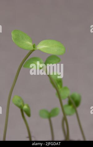 Les jeunes plants de tournesol se rapprochent du fond gris Banque D'Images