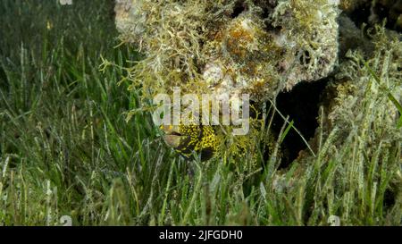 Vue rapprochée de Moray sur le récif corallien. Flocon de neige Moray ou Starry Moray ell (Echidna nebulosa) sur le zostère de la mer. Mer rouge, Égypte Banque D'Images