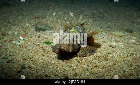 Le poisson de Lion de Zebra est situé sur un fond sablonneux. Portrait avant. Poisson-Lion zébré ou lionfish nain de la mer Rouge (Dendrochirus zébra, Dendrochirus hemprichi). Mer Rouge, E Banque D'Images