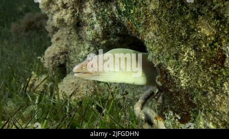 Gros plan de Moray se trouvent dans le récif de corail. Moray géométrique ou Moray gris (Gymnothorax griseus) sur le zostère de la mer. Mer rouge, Égypte Banque D'Images