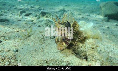 Le poisson de Lion de Zebra est situé sur un fond sablonneux. Portrait avant. Poisson-Lion zébré ou lionfish nain de la mer Rouge (Dendrochirus zébra, Dendrochirus hemprichi). Mer Rouge, E Banque D'Images
