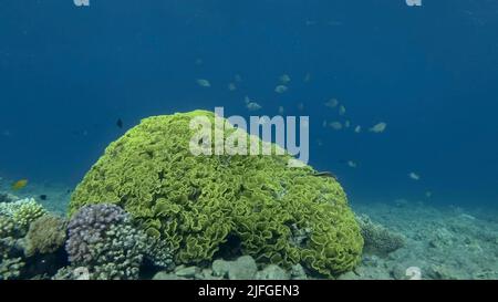 L'école de LyRetail Anthhias ou le Goldie de mer (Pseudanthias squamipinnis) nains près de la laitue corail ou le corail à spirale jaune (Turbinaria reniformis). Mer rouge, Banque D'Images