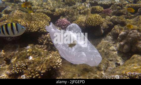 Pollution plastique de l'océan, un sac en plastique de wtite jeté sur le récif tropical de corail, sur le fond bleu de l'eau naine l'école de poissons tropicaux. Non Banque D'Images