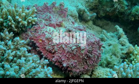 Gros plan de la corégone rose se trouve sur les coraux. Corégone de récif (Synanceia verrucosa). Mer rouge, Égypte Banque D'Images