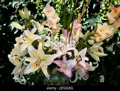 Bouquet de lys jaunes et roses auratum, Primerose Hill, Joséphine et glaïeuls crème perfection (jardin du ruisseau de l'église 2022) Banque D'Images