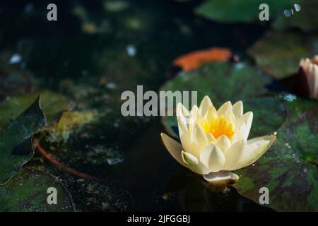 Fleur de nénuphars. Le Lotus sacré Nelumbo nucifera fleurir dans un étang. Banque D'Images