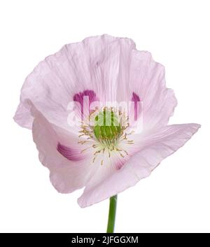 Fleur de pavot isolée sur fond blanc. Pavot à opium rose unique. Papaver somniferum. Masque Banque D'Images