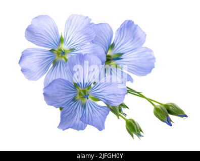 Fleurs de lin isolées sur fond blanc. Lin commun bleu, lin ou linum usitatissimum Banque D'Images