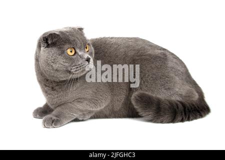 Portrait de chat gris britannique isolé sur fond blanc Banque D'Images