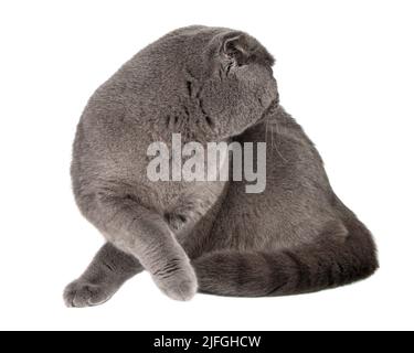 Chat gris britannique beau isolé sur fond blanc Banque D'Images