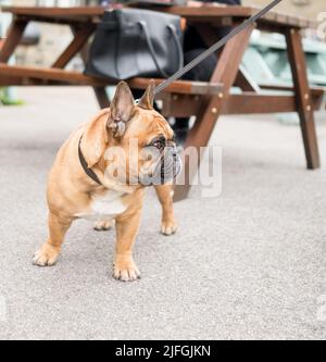 Bulldog français en alerte élevée Banque D'Images