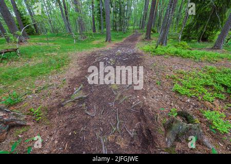 Belle vue sur le paysage de la forêt avec sentier sur un paysage de sol rocheux rugueux avec de vieilles racines d'arbre. Suède. Banque D'Images